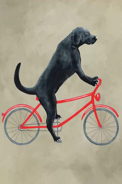 Bicycles: Black Labrador On Bicycle by Coco de Paris