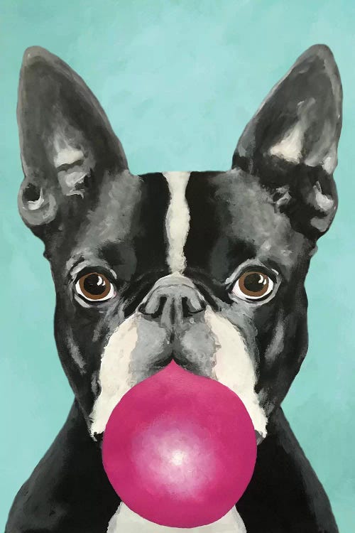 Bubblegum Boston Terrier