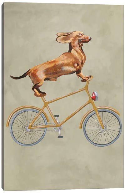 Dachshund On Bicycle I Canvas Art Print - Humor Art