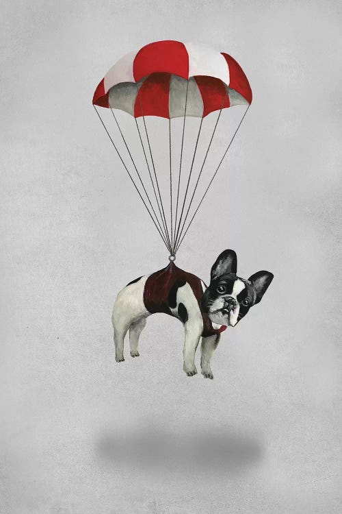 Bulldog With Parachute