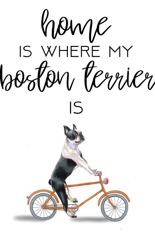 Boston Terrier