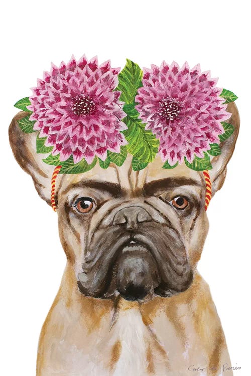 Frida Kahlo Frenchie White