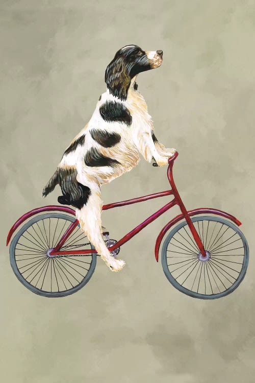 English Springer On Bicycle