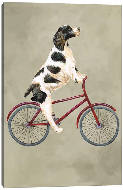 English Springer On Bicycle Canvas Art Print - Cycling Art