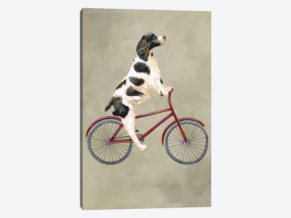 English Springer On Bicycle by Coco de Paris 1-piece Canvas Art