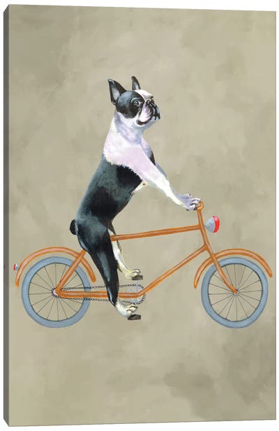 Boston Terrier On Bicycle Canvas Art Print - Pet Industry