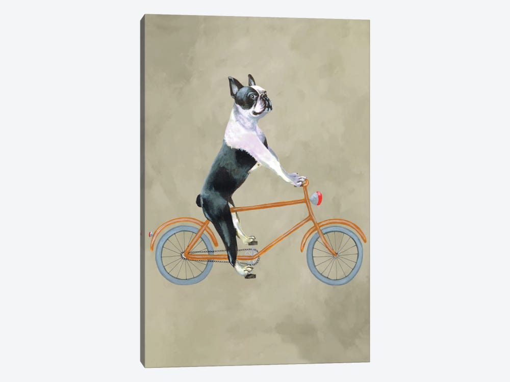 Boston Terrier On Bicycle by Coco de Paris 1-piece Canvas Wall Art