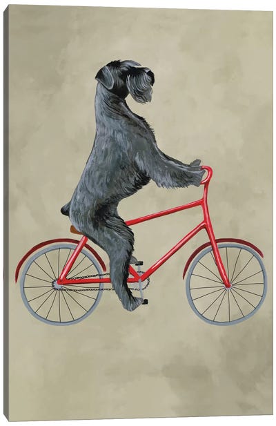 Schnauzer On Bicycle Canvas Art Print - Cycling Art
