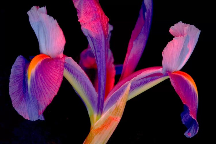 Vibrantly Colored Iris by Carol Cohen wall art