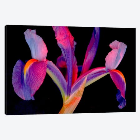 Vibrantly Colored Iris Canvas Print #COH1} by Carol Cohen Canvas Art