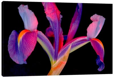 Vibrantly Colored Iris Canvas Art Print