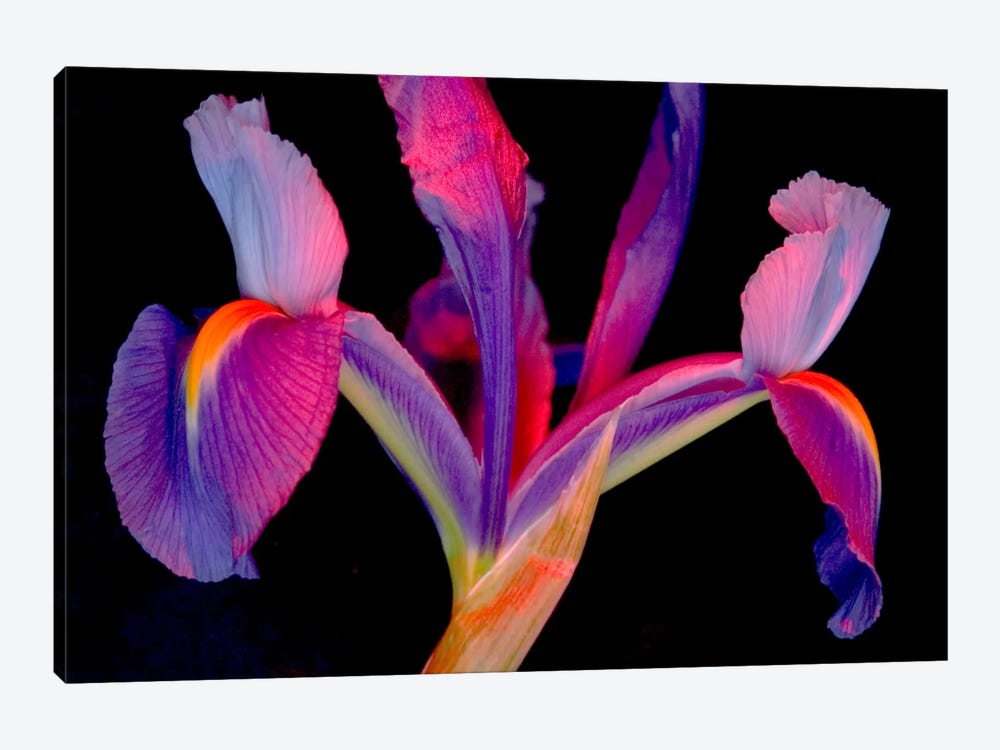 Vibrantly Colored Iris by Carol Cohen 1-piece Canvas Art