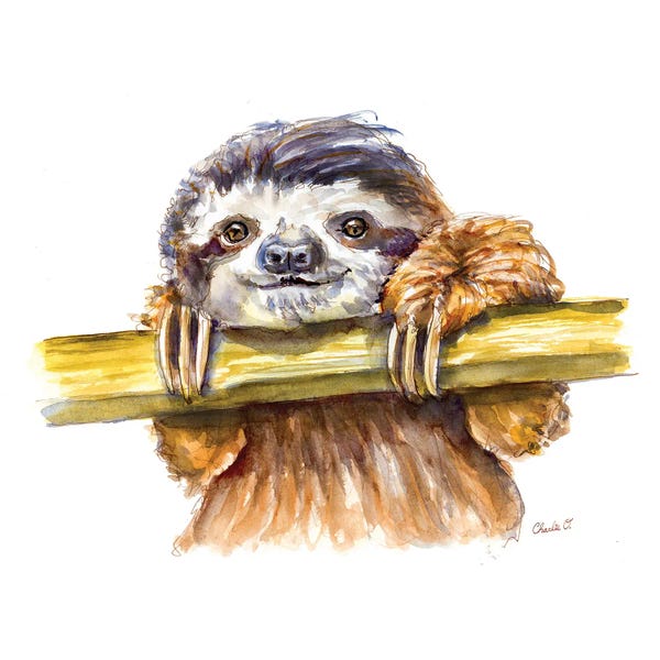 Sloths: Little Sloth by Charlie O'Shields