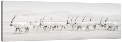 Movement Canvas Art Print - Antelope Art