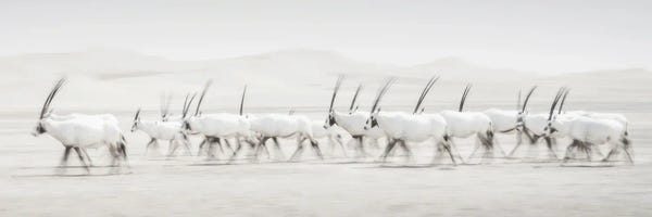 Antelopes: Movement by Dan Newton