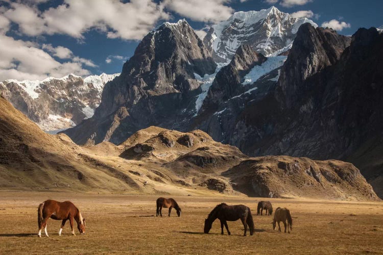 Domestic Horse Herd Grazing Under Siula Grande Near Carhuacocha Lake, Cordillera Huayhuash, Andes, Peru