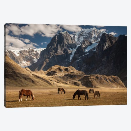 Domestic Horse Herd Grazing Under Siula Grande Near Carhuacocha Lake, Cordillera Huayhuash, Andes, Peru Canvas Print #COL13} by Colin Monteath Canvas Art
