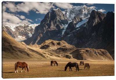 Domestic Horse Herd Grazing Under Siula Grande Near Carhuacocha Lake, Cordillera Huayhuash, Andes, Peru Canvas Art Print