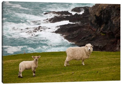 Domestic Sheep And Lamb Near Cliff Edge, Stony Bay, Banks Peninsula, Canterbury, New Zealand Canvas Art Print - Colin Monteath