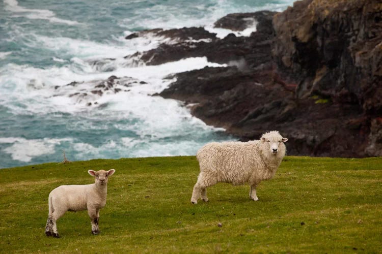 Domestic Sheep And Lamb Near Cliff Edge, Stony Bay, Banks Peninsula, Canterbury, New Zealand