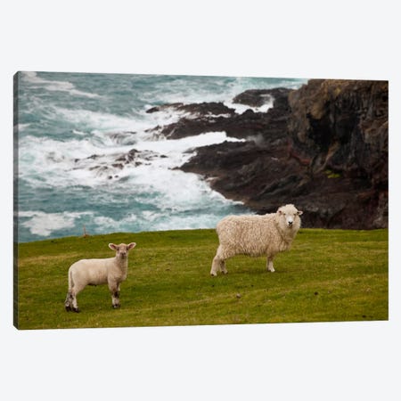 Domestic Sheep And Lamb Near Cliff Edge, Stony Bay, Banks Peninsula, Canterbury, New Zealand Canvas Print #COL14} by Colin Monteath Canvas Print