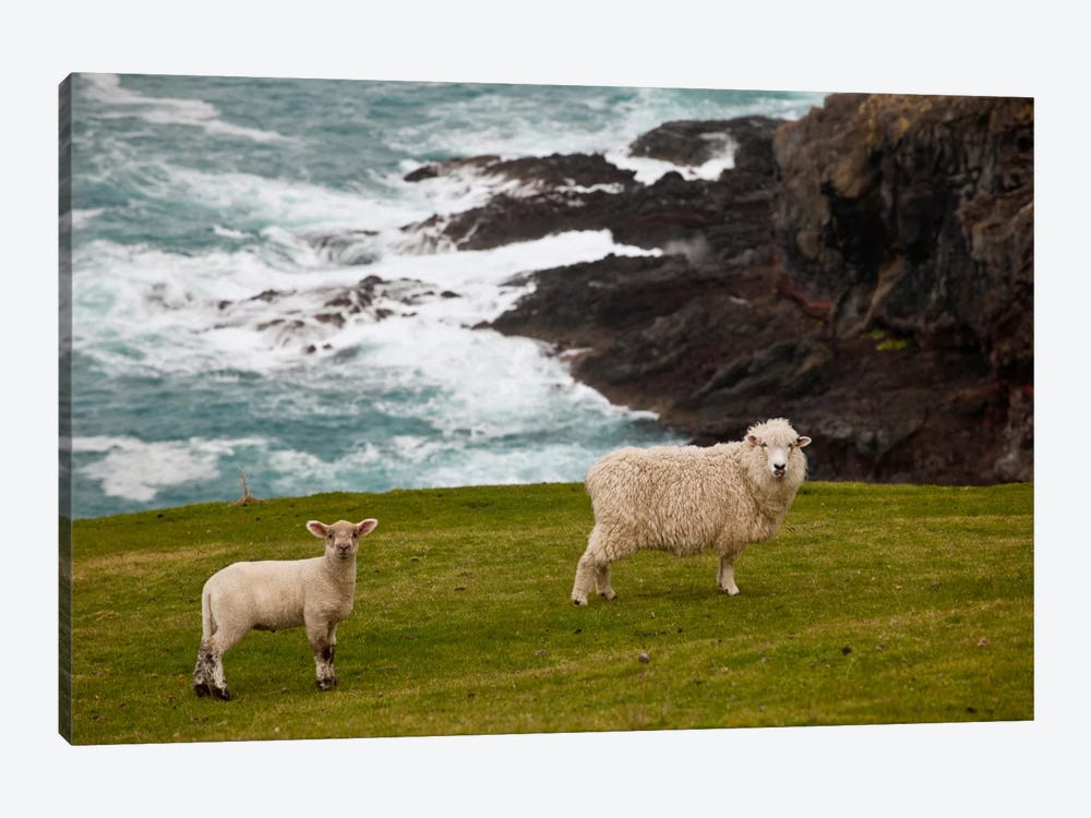 Domestic Sheep And Lamb Near Cliff Edge, Stony Bay, Banks Peninsula, Canterbury, New Zealand by Colin Monteath 1-piece Canvas Print