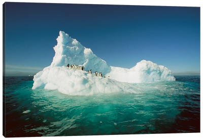 Adelie Penguin Group Riding Sculpted Iceberg, Terre Adelie Land, East Antarctica Canvas Art Print - Colin Monteath
