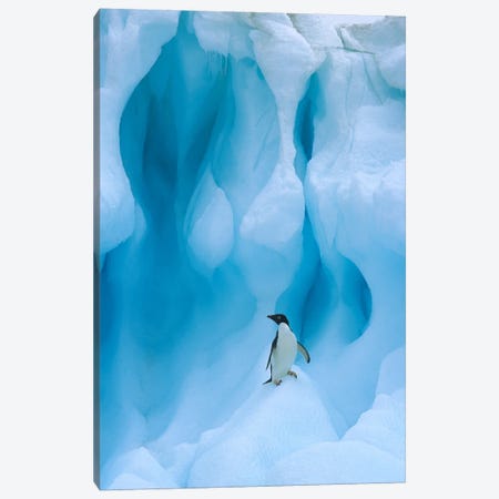 Adelie Penguin On Iceberg, South Shetland Islands, Antarctica Peninsula, Antarctica Canvas Print #COL3} by Colin Monteath Canvas Art