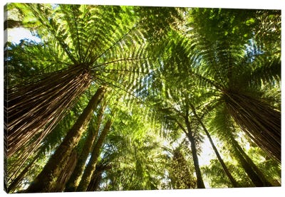 Tree Fern Forest Near Haast Pass, New Zealand Canvas Art Print - Colin Monteath