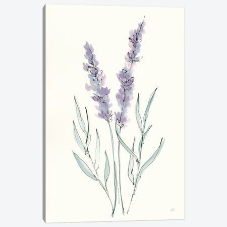 Lavender III Canvas Print #CPA123} by Chris Paschke Art Print