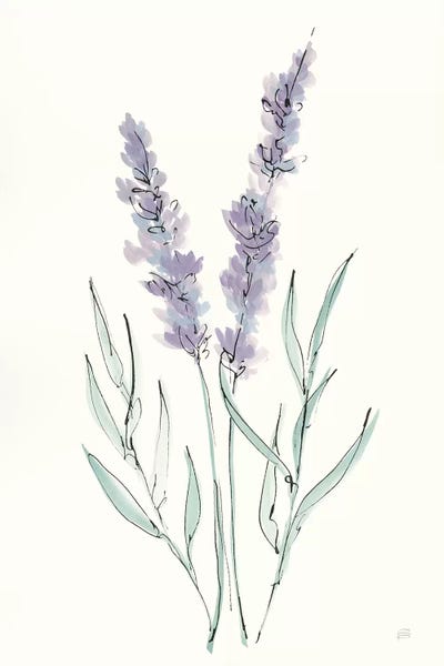Herbs: Lavender III by Chris Paschke