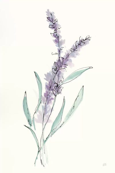 Herbs: Lavender IV by Chris Paschke