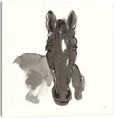 Horse Portrait IV Canvas Art Print - Chris Paschke