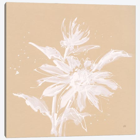 Echinacea II Canvas Print #CPA286} by Chris Paschke Canvas Art Print