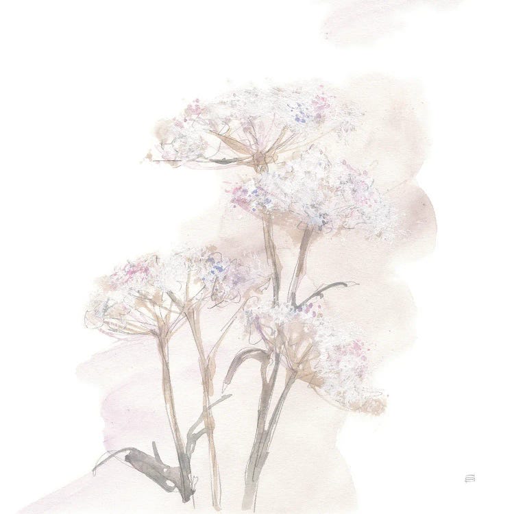 Queen Anne's Lace V by Chris Paschke wall art