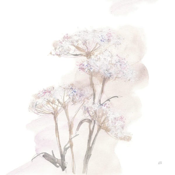 Queen Anne's Lace V