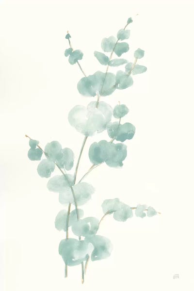Eucalyptus: Eucalyptus Branch II by Chris Paschke