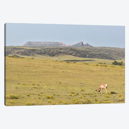 Pronghorn Grazing Canvas Print #CPH102} by Christopher Thomas Canvas Print
