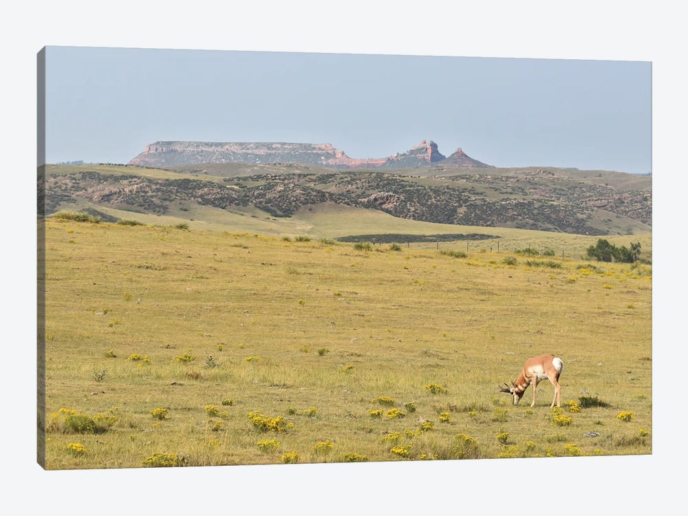 Pronghorn Grazing by Christopher Thomas 1-piece Canvas Art Print