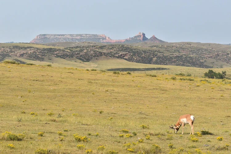 Pronghorn Grazing by Christopher Thomas wall art