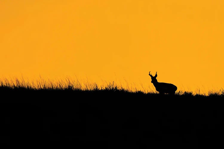 Pronghorn Ridgeline Sunset