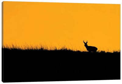 Pronghorn Ridgeline Sunset Canvas Art Print