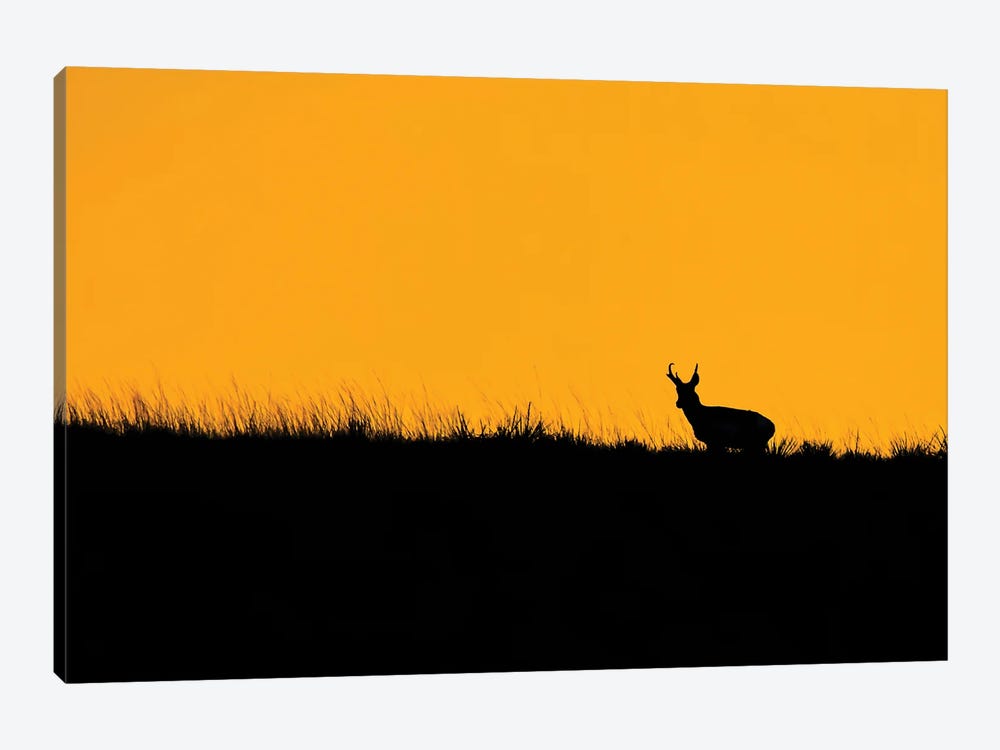 Pronghorn Ridgeline Sunset by Christopher Thomas 1-piece Canvas Print