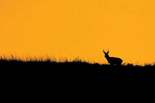 Minimalist Wildlife Photography: Pronghorn Ridgeline Sunset by Christopher Thomas