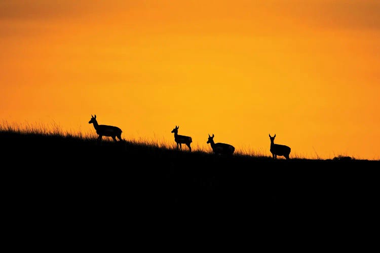 Pronghorn Sunset