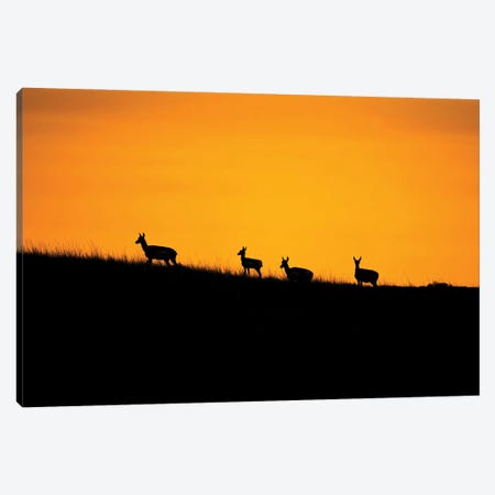 Pronghorn Sunset Canvas Print #CPH105} by Christopher Thomas Canvas Art