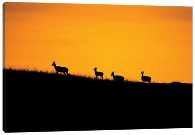 Pronghorn Sunset Canvas Art Print - Christopher Thomas