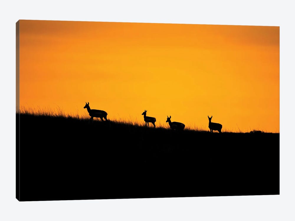 Pronghorn Sunset by Christopher Thomas 1-piece Canvas Artwork