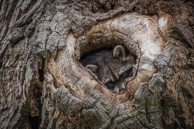 Ready For Nightfall by Christopher Thomas wall art