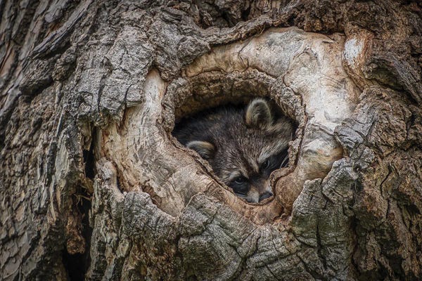 Raccoons: Ready For Nightfall by Christopher Thomas
